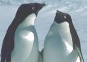 executive coaching, business coaching, coach supervision, coaching, supervision, anne durand 